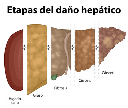 BioDigest Plus - Cuidado Digestivo y Metabólico